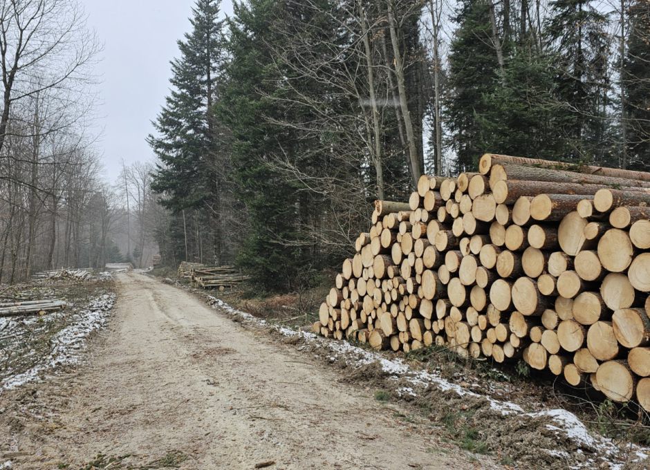 Massiver Holzeinschlag