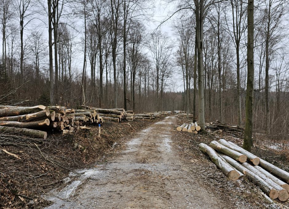 Massiver Holzeinschlag - Natura 2000