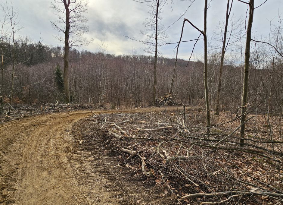 Massiver Holzeinschlag - Natura 2000 - Lichtenwald - Reichenbach - Höfles Ausfahrt