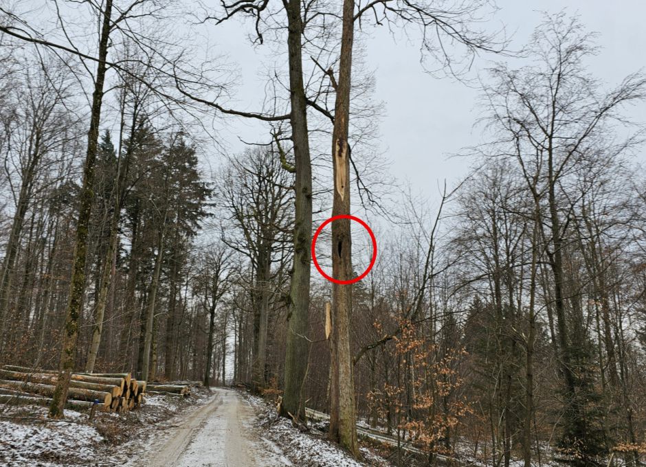 Massiver Holzeinschlag Nistbaum Natura 2000