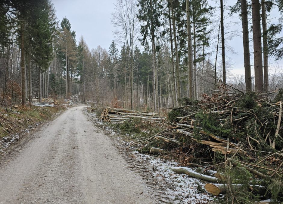 Massiver Holzeinschlag - Natura 2000
