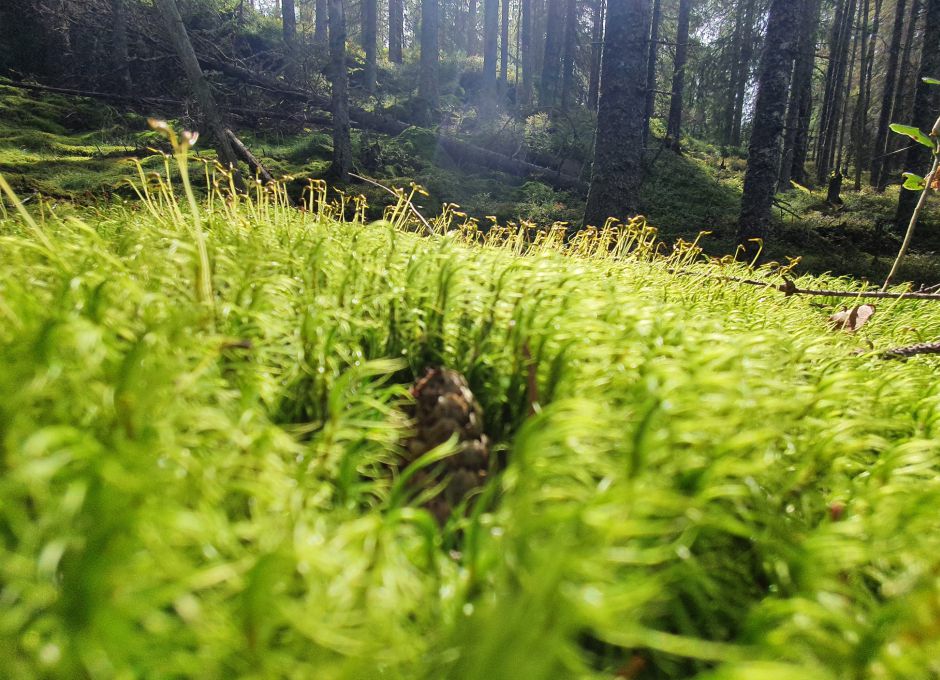 Schwammwald Schurwald mit Moosen, Flechten und Farnen