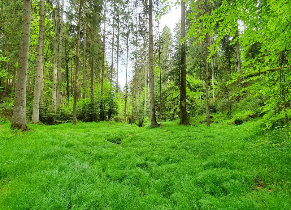 Der Schurwald als Schwammwald