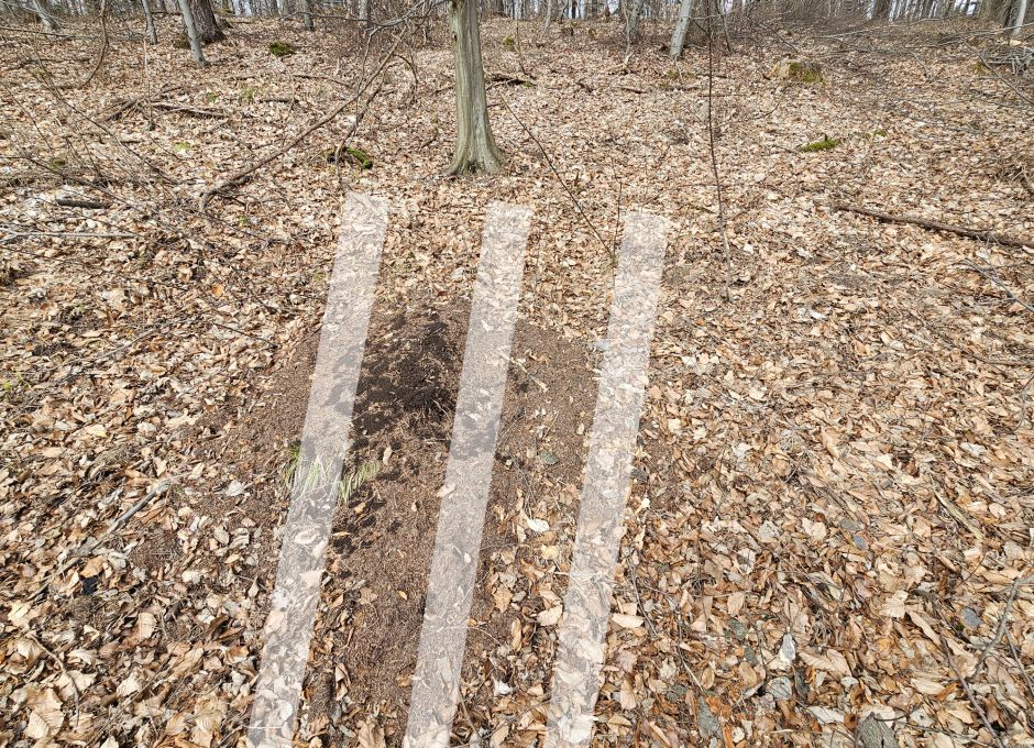 Ablageplatz von Baumstämmen auf einem Ameisenhaufen