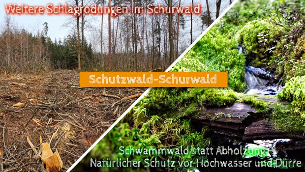 Weitere Schlagrodungen im Schurwald 2024/2025 im Natura2000-Schutzgebiet