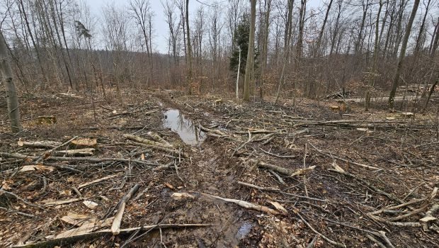Was Sie allen tun können, wenn Sie der Meinung sind, dass diese Rodungen nicht in Ordnung sind