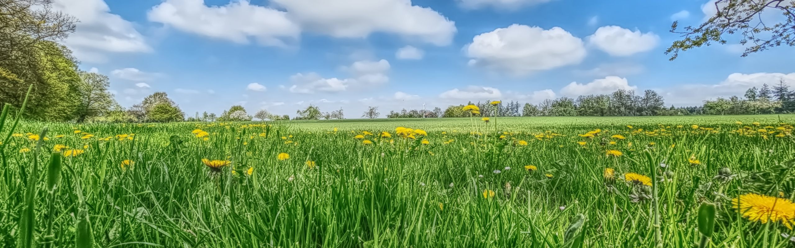 Schutzwald-Schurwald Panorame