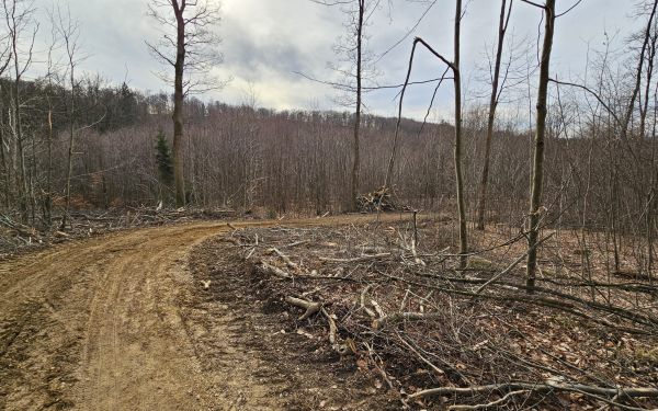 Schlagrodungen im Natura2000 FFH-Schutzgebiet