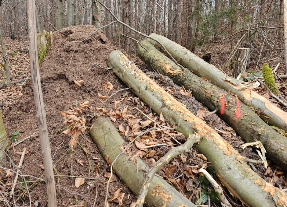 Holzabladungen auf Ameisenvolk