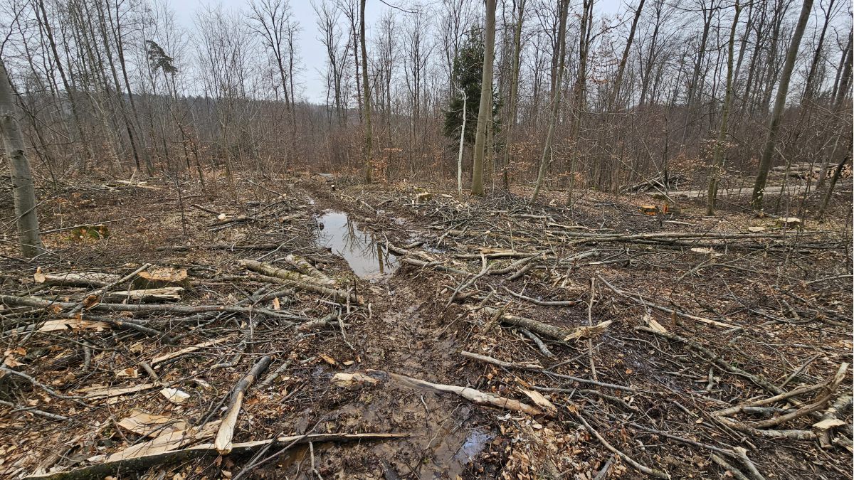 Was Sie allen tun können, wenn Sie der Meinung sind, dass diese Rodungen nicht in Ordnung sind