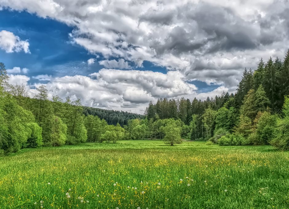 Der Schurwald als Habitat