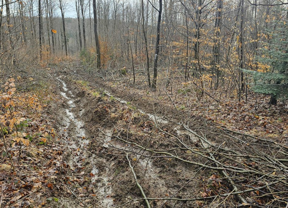 Rückegasse mit Drainagebildung