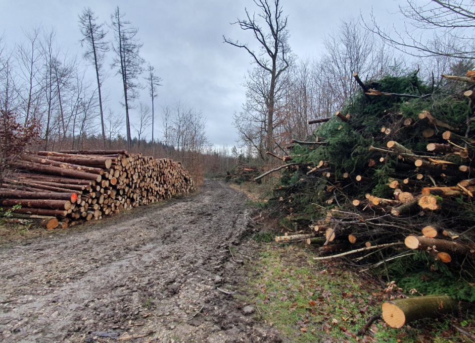 Massiver Waldeinschlag auf dem Schurwald