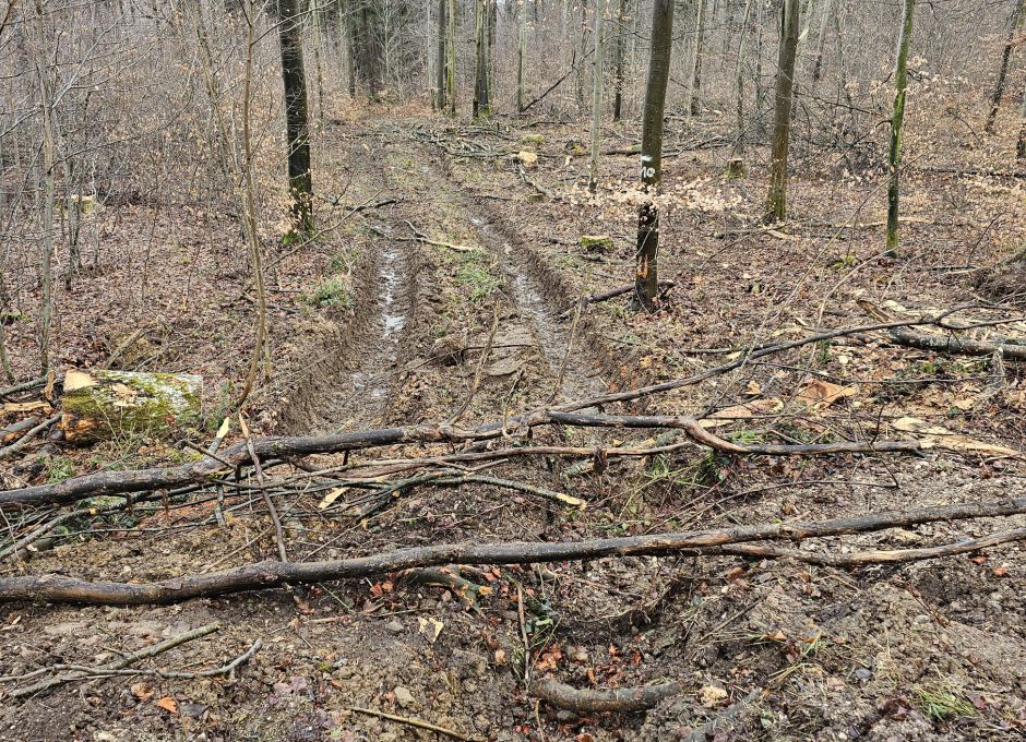 Rückegasse mit Drainagebildung