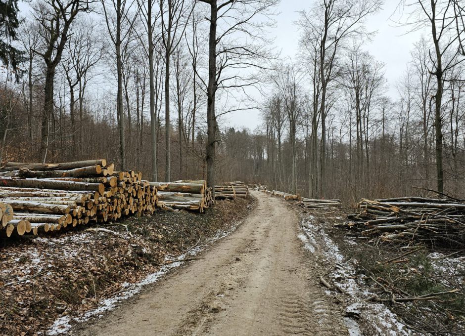 Massiver Holzeinschlag - Natura 2000