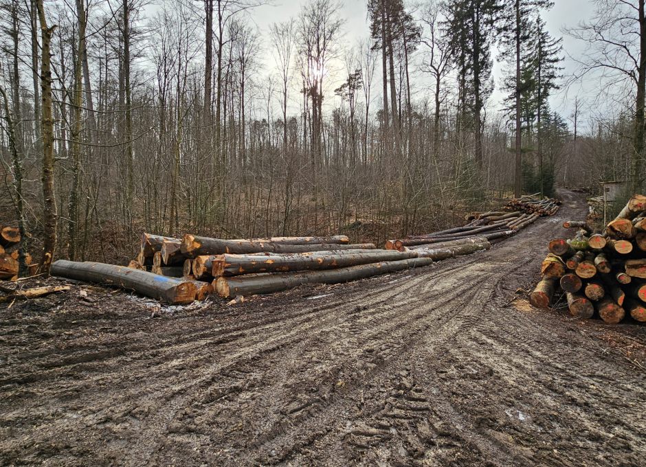 Massiver Holzeinschlag - Natura 2000 - Lichtenwald - Reichenbach - Höfles Ausfahrt