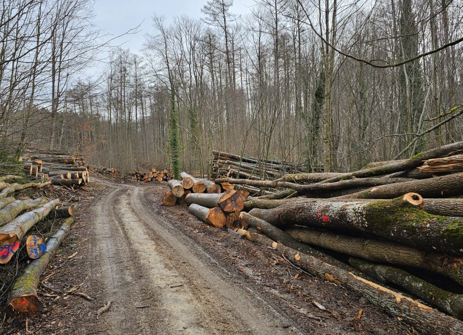 Massiver Holzeinschlag - Natura 2000 - Lichtenwald - Reichenbach - Höfles Ausfahrt