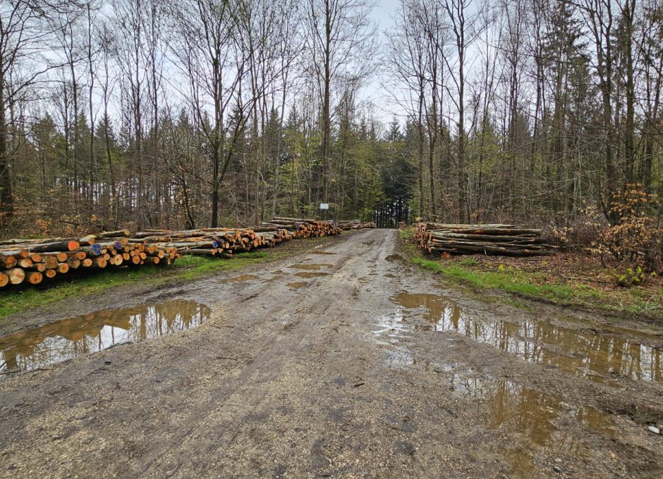 Massive Holzausbeute