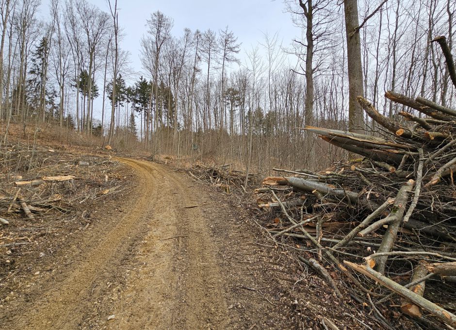 Massiver Holzeinschlag - Natura 2000 - Lichtenwald - Reichenbach - Höfles Ausfahrt