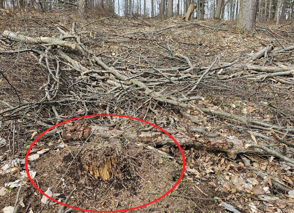 Ein vom Harvester überfahrener Haufen von Waldameisen