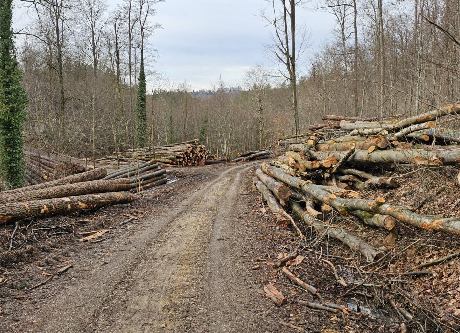 Massiver Holzeinschlag - Natura 2000 - Lichtenwald - Reichenbach - Höfles Ausfahrt